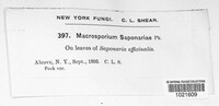 Macrosporium saponariae image